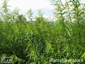 plantatie sanatoasa 5