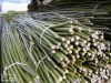 Plantare salcie energetica 1 Plantare salcie energetica 1